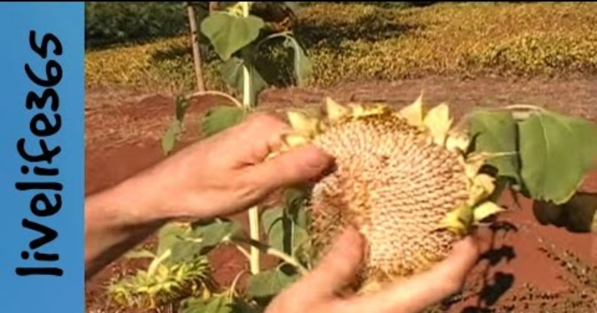 how do you harvest seeds