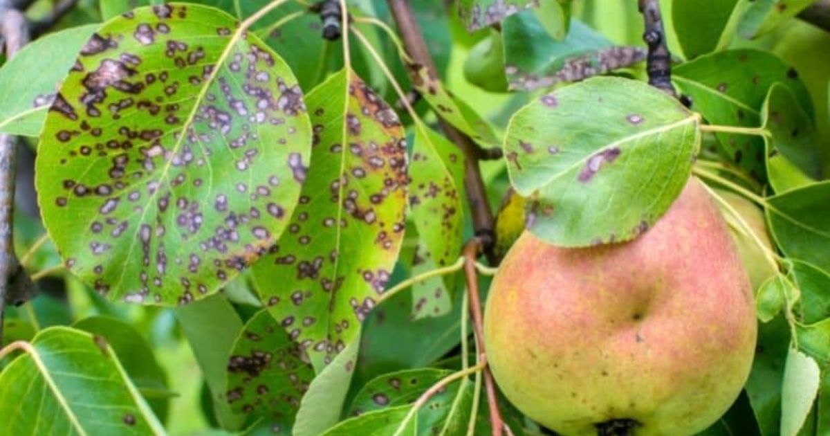 pear tree with orange spots on leaves