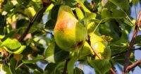 pear tree with orange spots on leaves