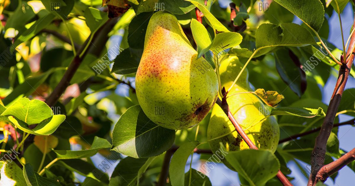 pear tree with orange spots on leaves