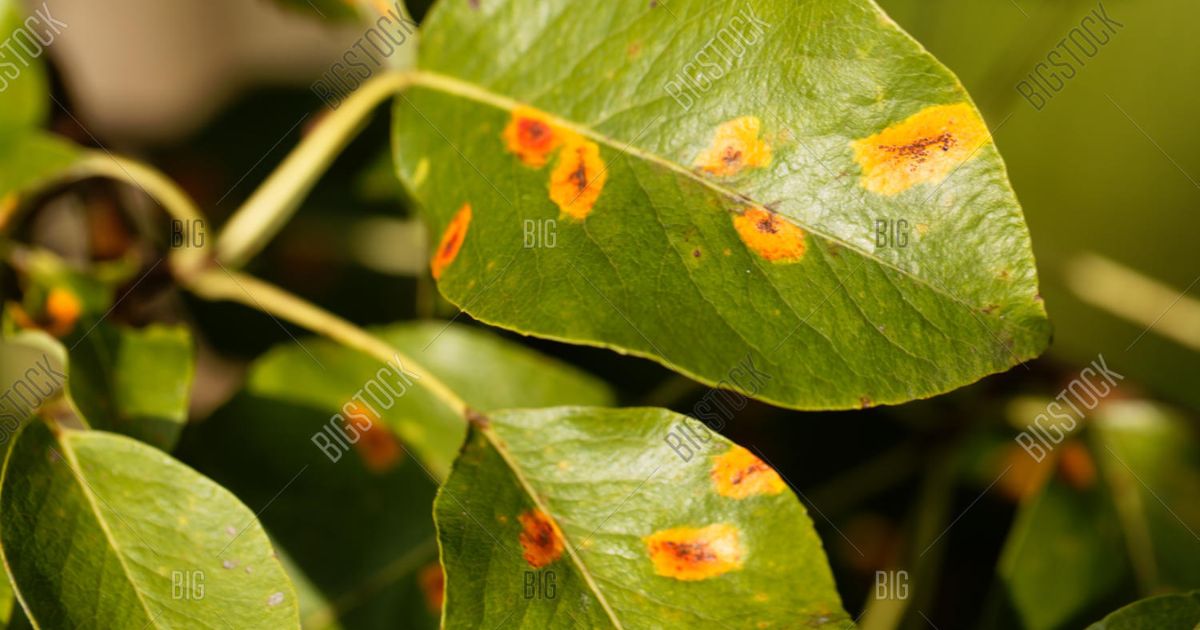 pear tree with orange spots on leaves