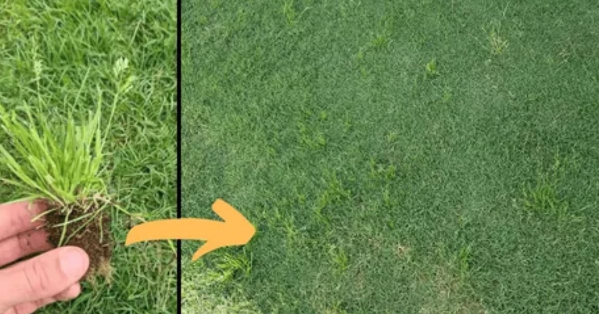 how to get rid of couch grass