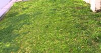 how to get rid of couch grass