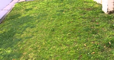 how to get rid of couch grass