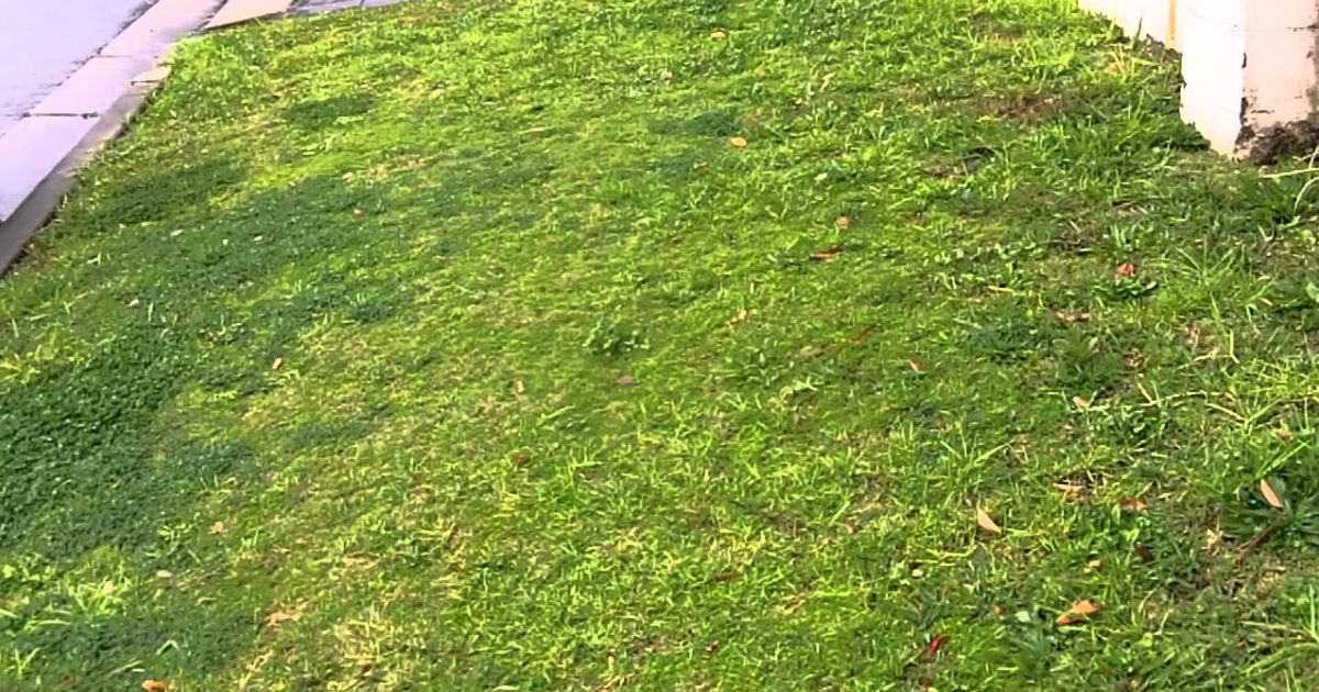 how to get rid of couch grass