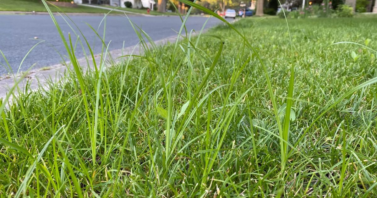 how to get rid of couch grass