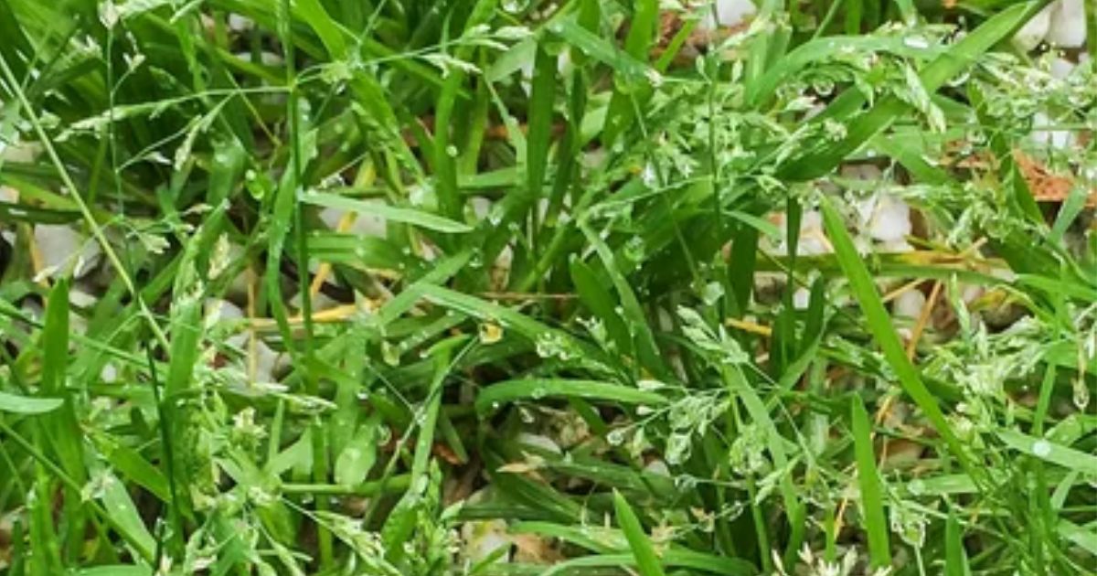 how to get rid of couch grass