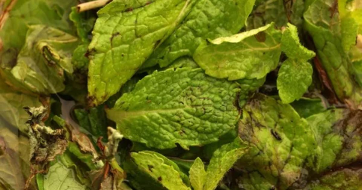 brown spots on mint leaves