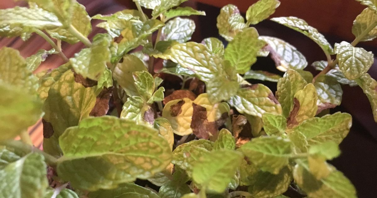 brown spots on mint leaves