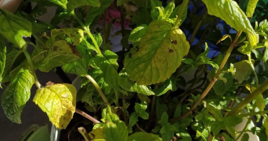 brown spots on mint leaves