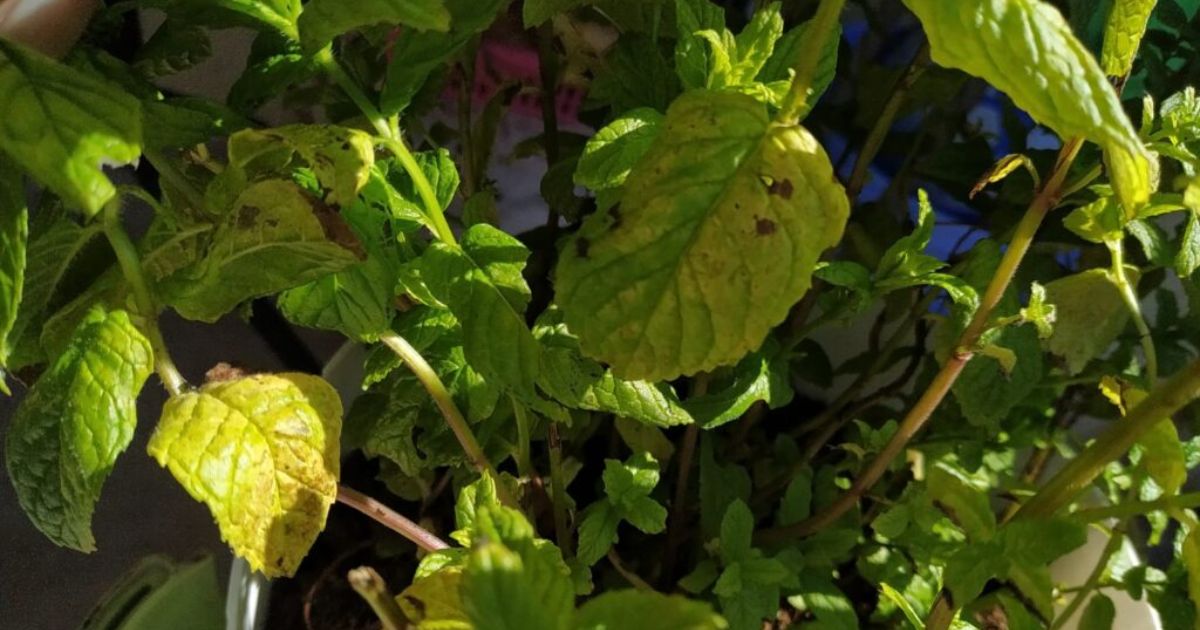 brown spots on mint leaves