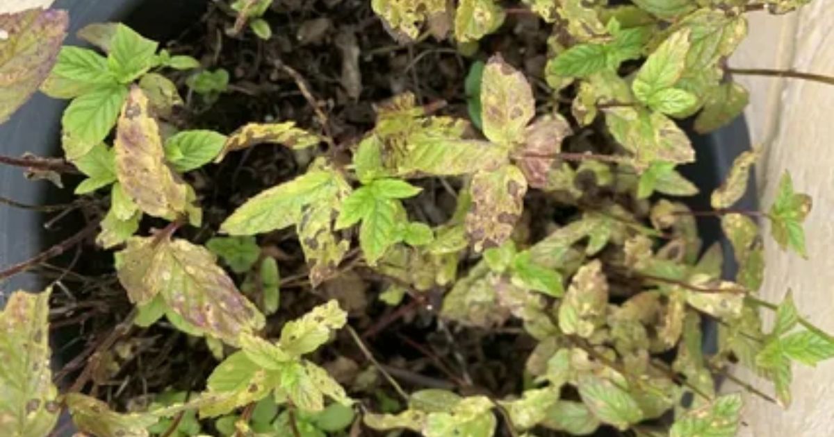 brown spots on mint leaves