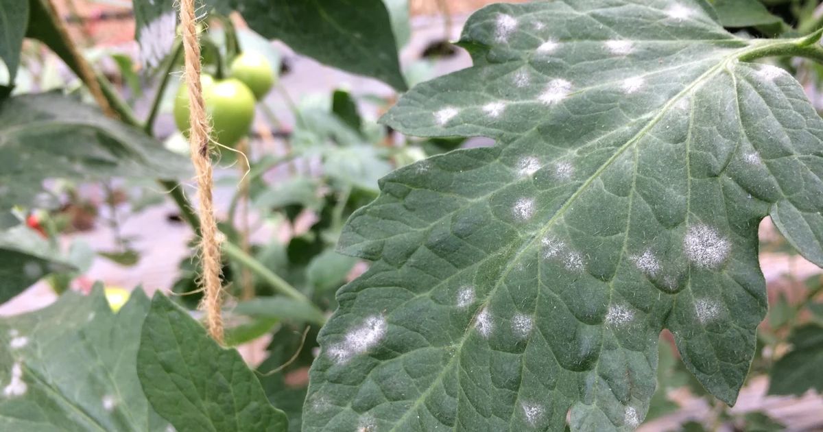 white spots on leaves tomatoes
