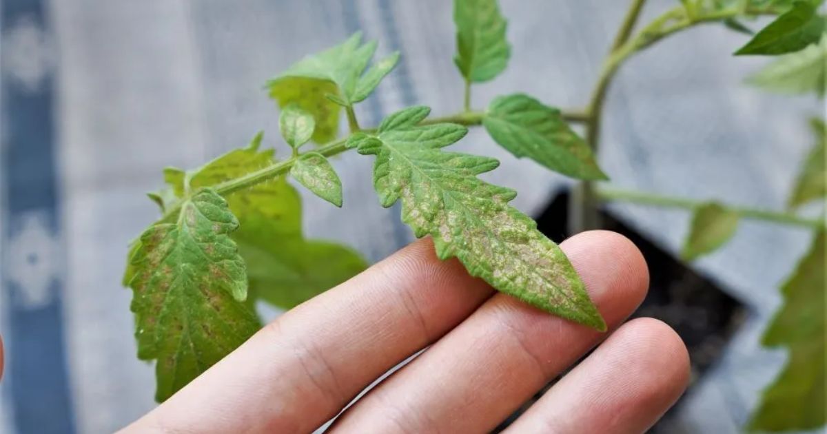 white spots on leaves tomatoes