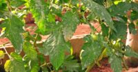 white spots on leaves tomatoes