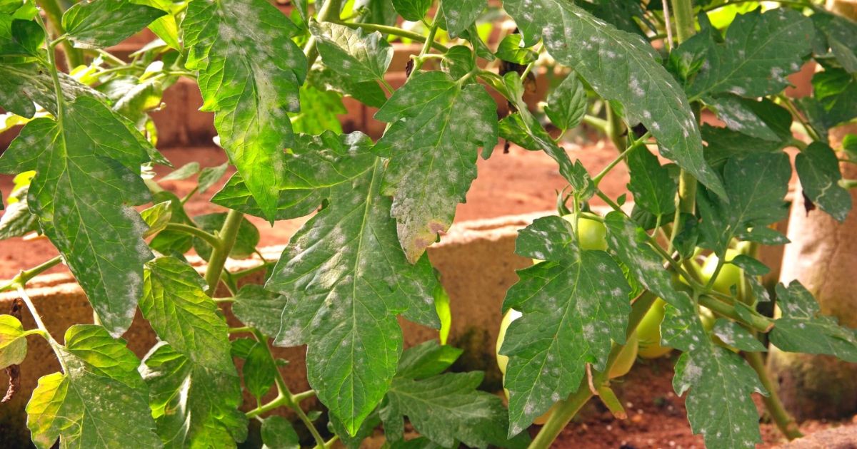 white spots on leaves tomatoes