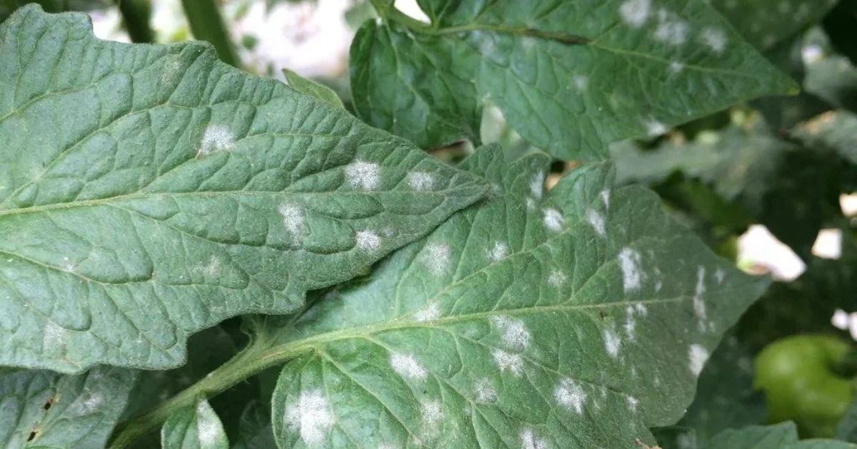 white spots on leaves tomatoes