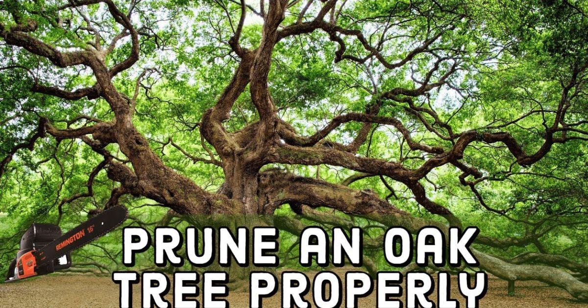 how to prune an oak tree
