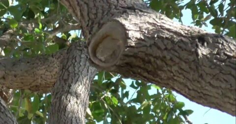how to prune an oak tree