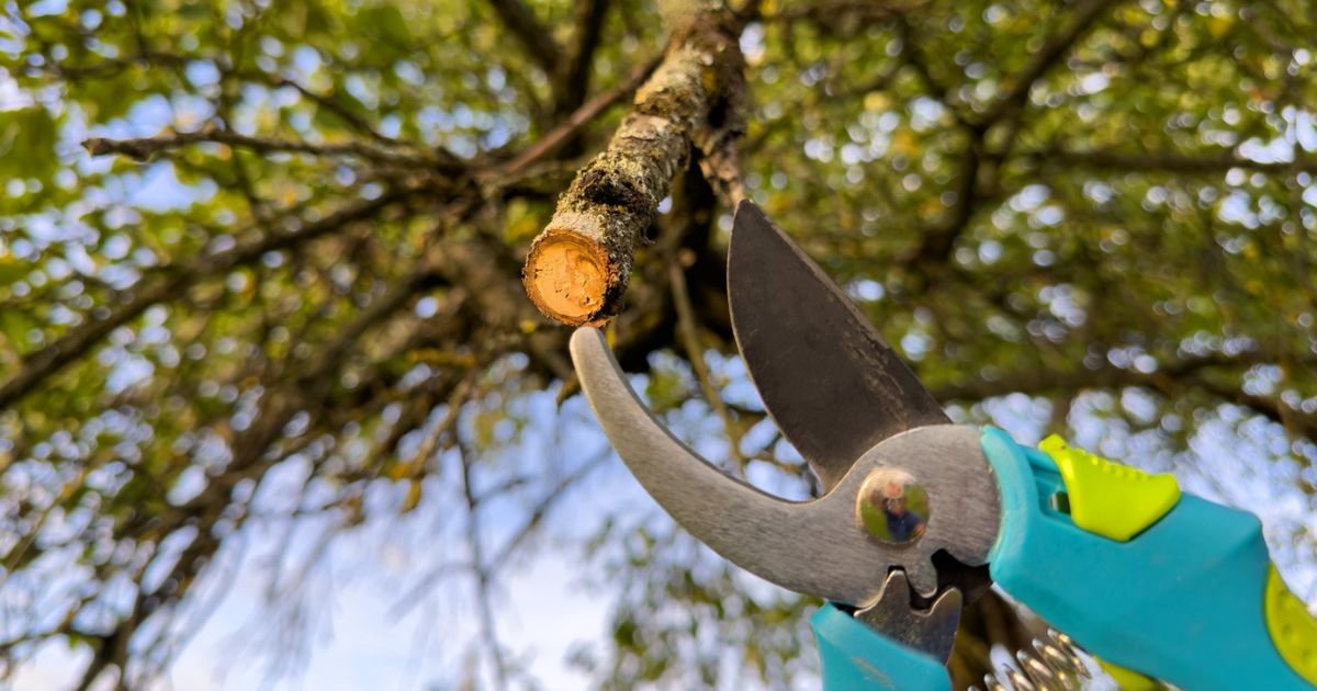 how to prune an oak tree