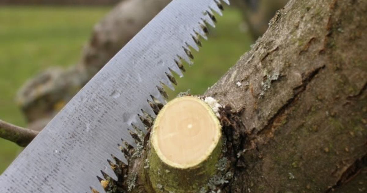 how to prune an oak tree