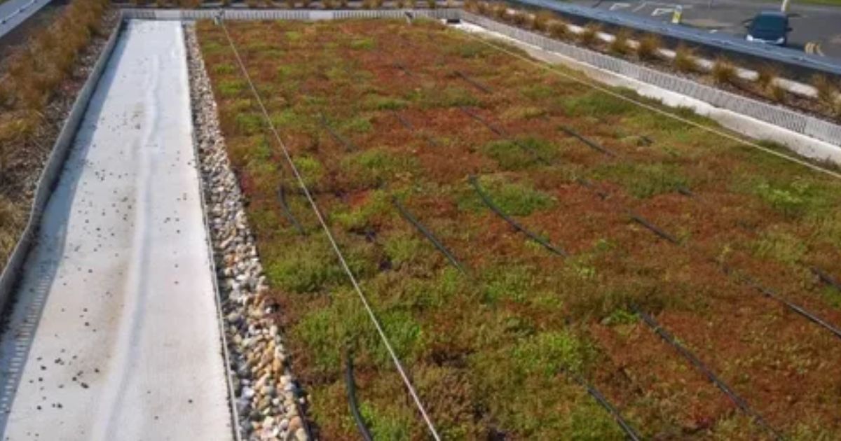 drainage layer in green roof