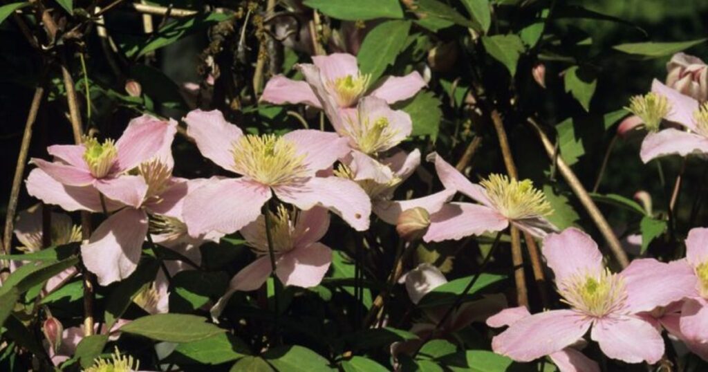 why is my clematis turning brown
