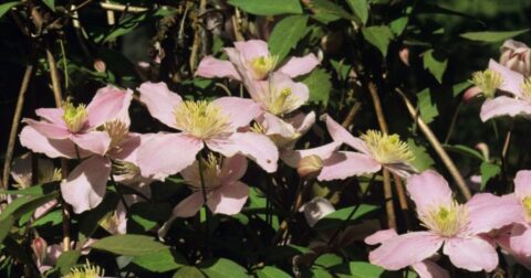 why is my clematis turning brown