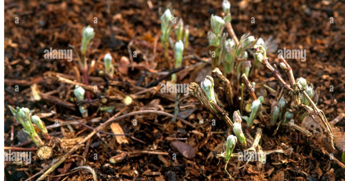 why is my clematis turning brown