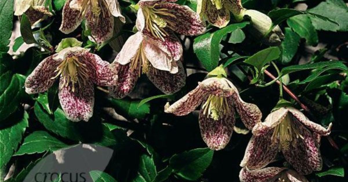 why is my clematis turning brown