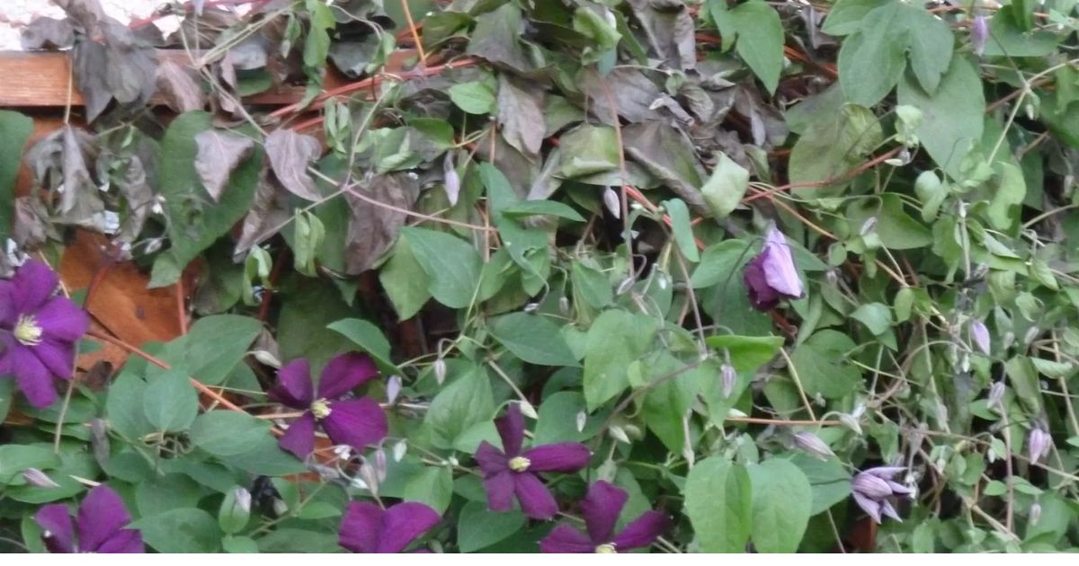 why is my clematis turning brown