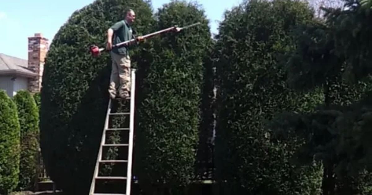 how to trim a tree that is too tall