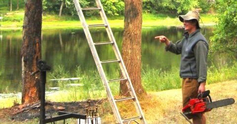 how to trim a tree that is too tall