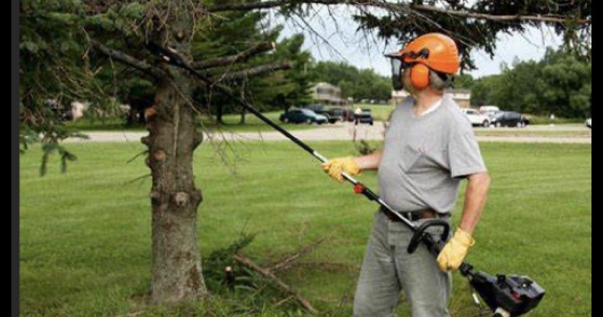 how to trim a tree that is too tall