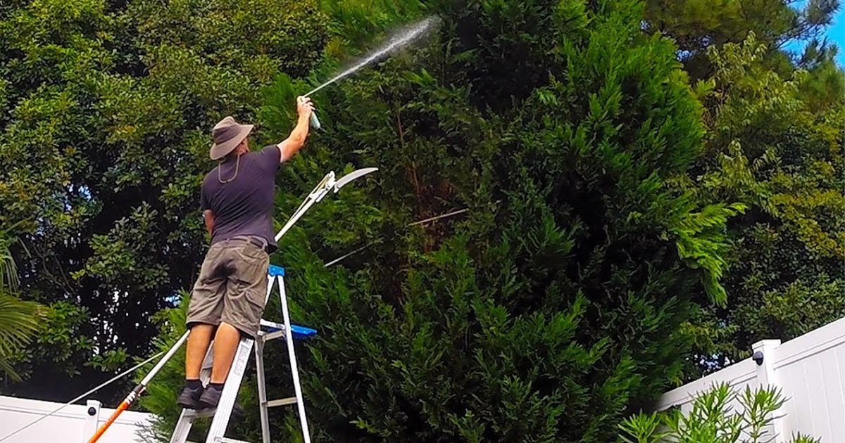 how to trim a tree that is too tall