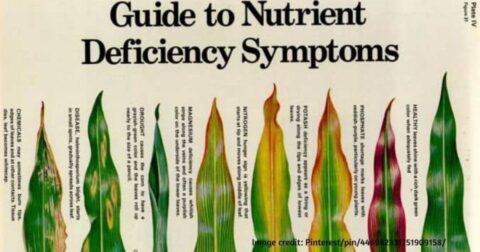 deficiency of macronutrients in plants