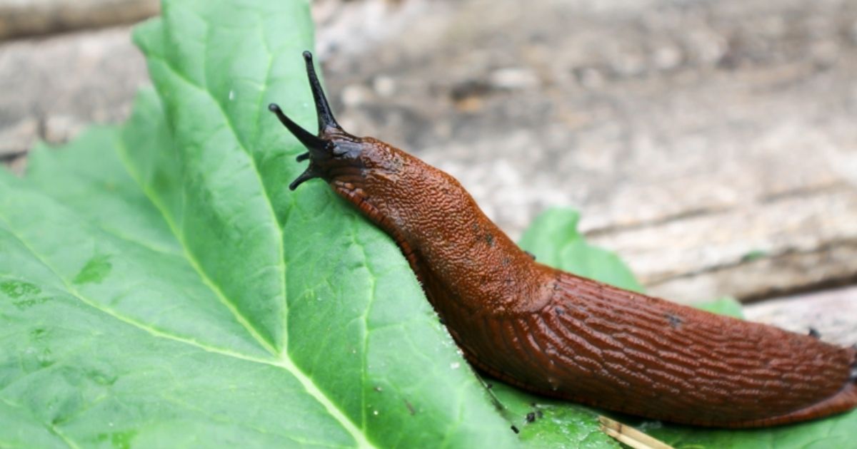 what is a slug good for