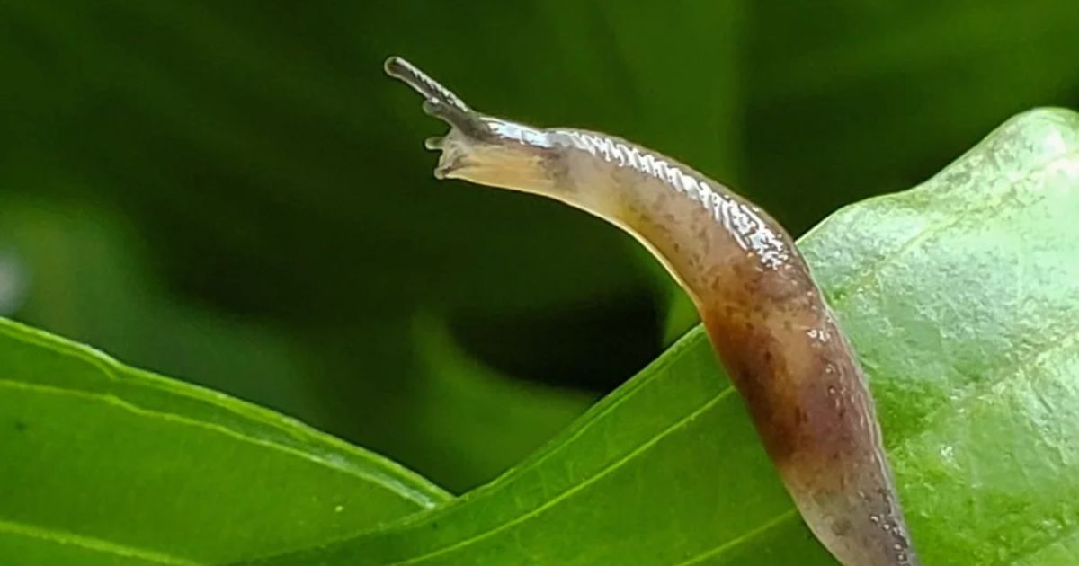 what is a slug good for