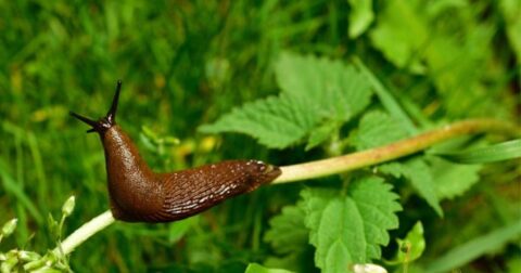what is a slug good for