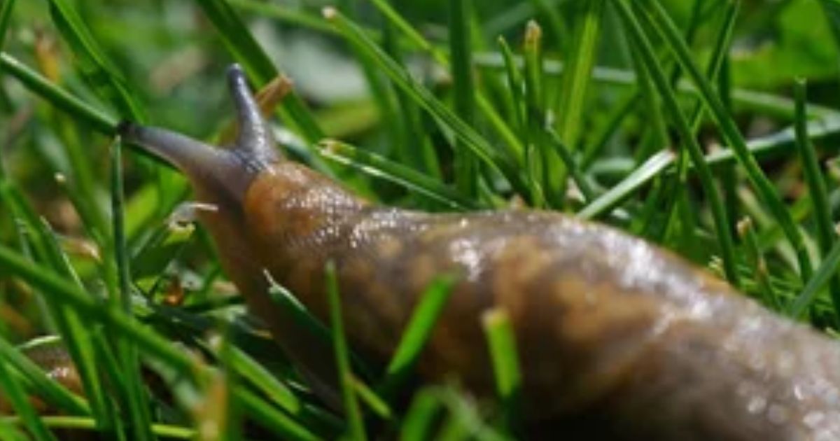 what is a slug good for