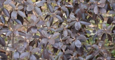 Brown Patches on Rhododendron Leaves