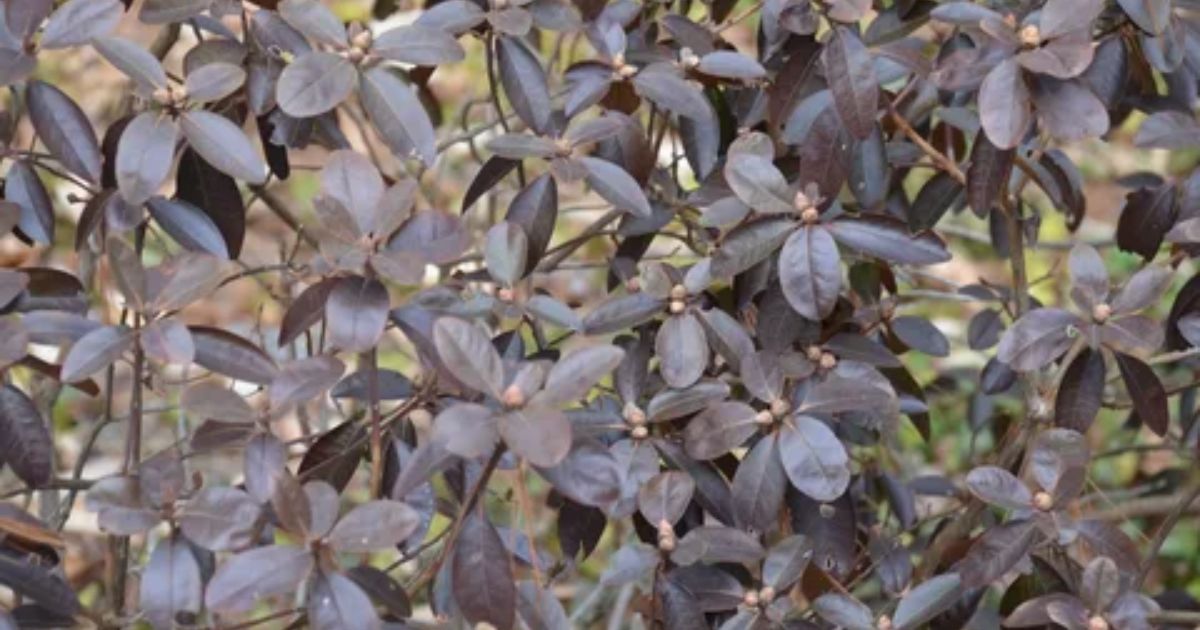 Brown Patches on Rhododendron Leaves