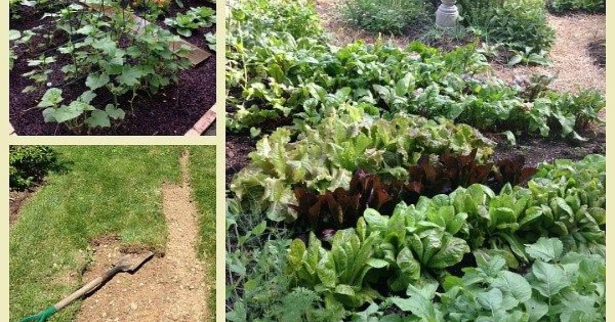 how to learn how to garden