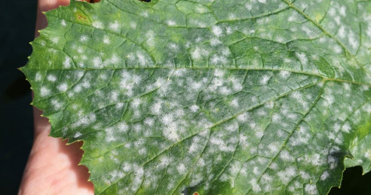 small white spots on leaves