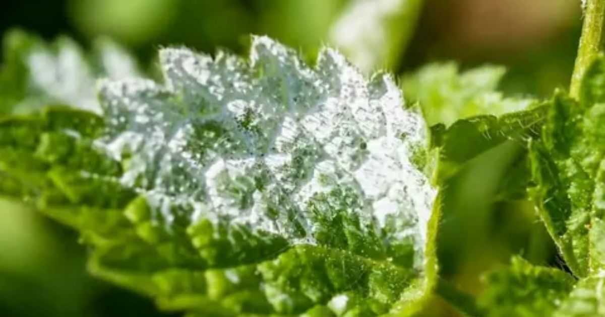 small white spots on leaves