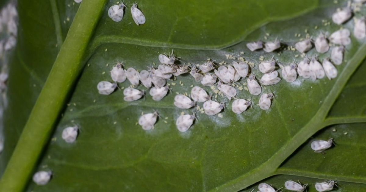 small white spots on leaves