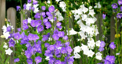 campanula persicifolia peach leaved bellflower