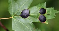 tree disease black spots leaves
