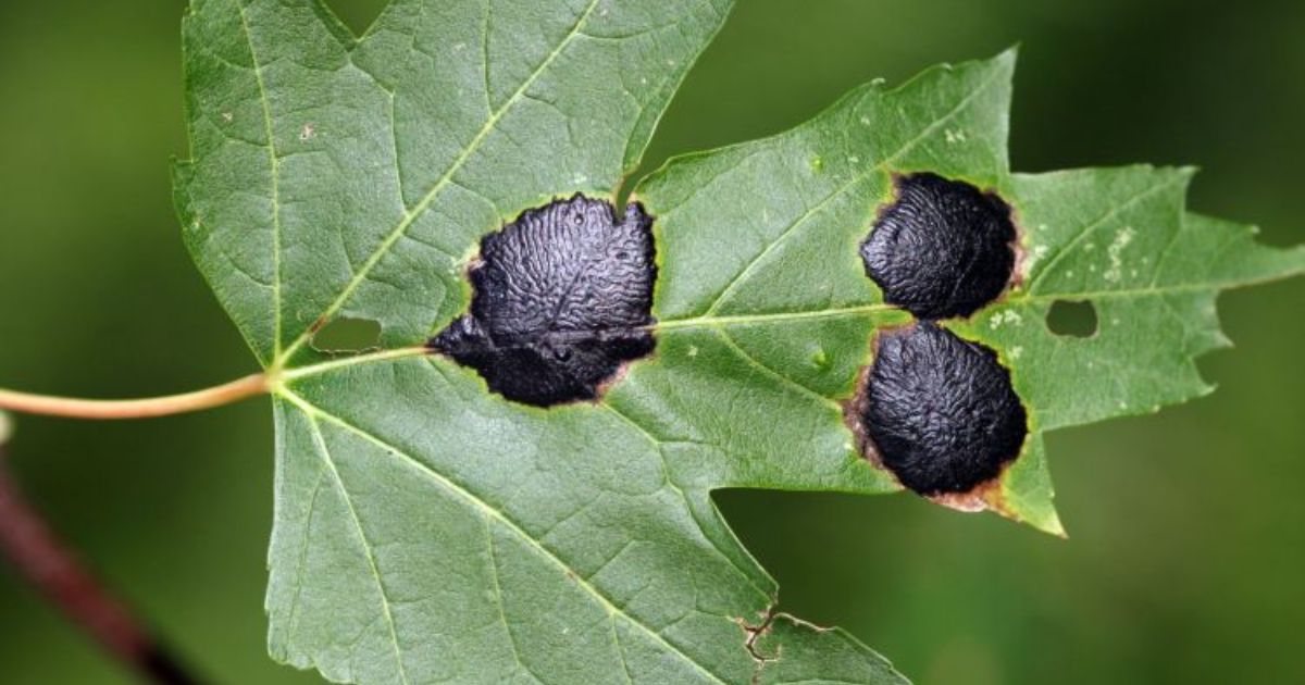 tree disease black spots leaves