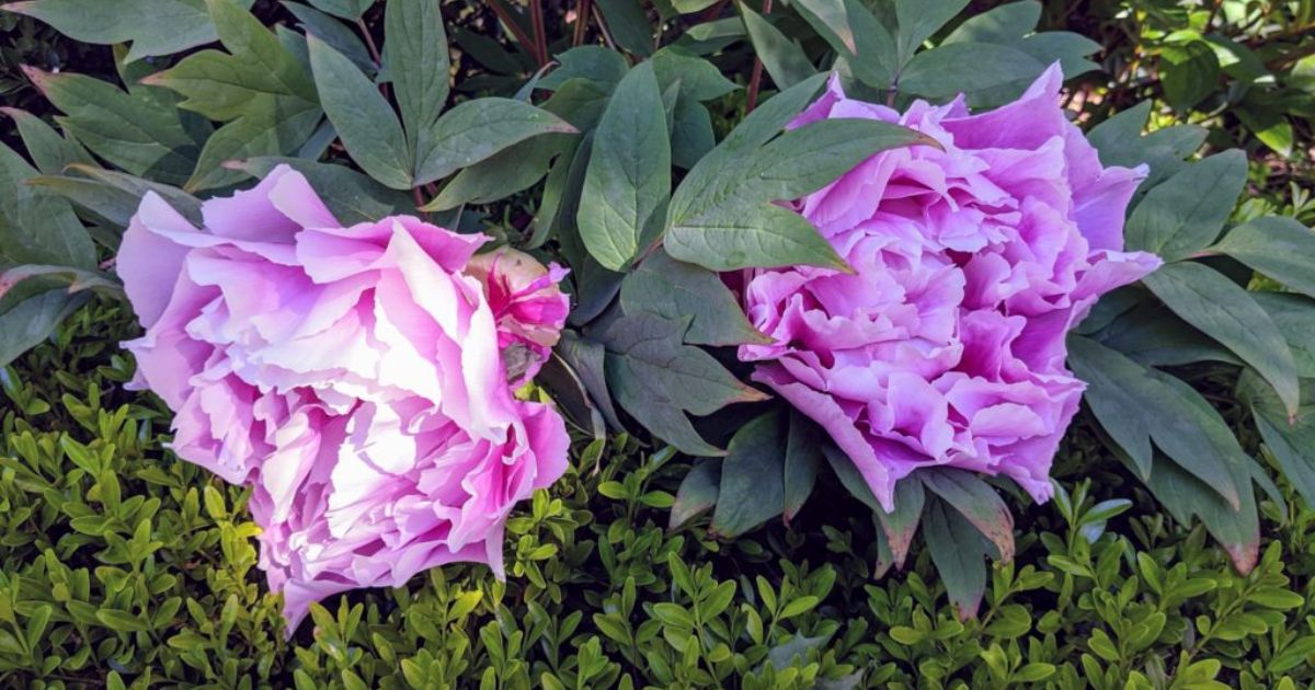 why are my peonies wilting